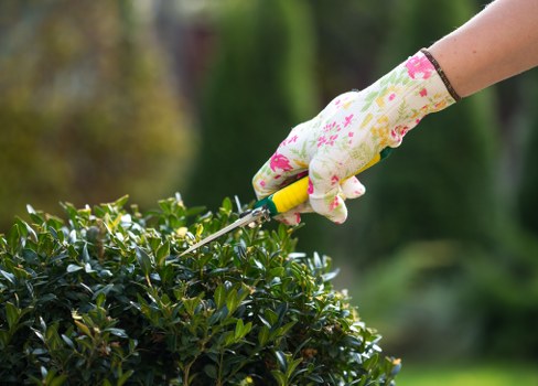 Neatly trimmed hedge in a Lisson Grove garden