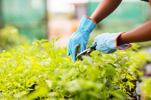 Seasonal hedge maintenance in a London residential garden