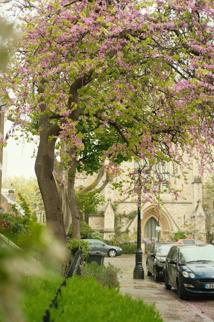 A large flowering cherry tree with a gnarled, sturdy trunk and spreading branches covered in pink blossoms dominates the foreground of the image, creating a canopy over a paved street. Beneath the tre