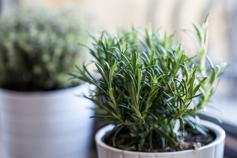 garden care Garden